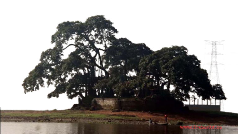 বিরুলিয়া শতবর্ষী বট গাছের অজানা কথা।